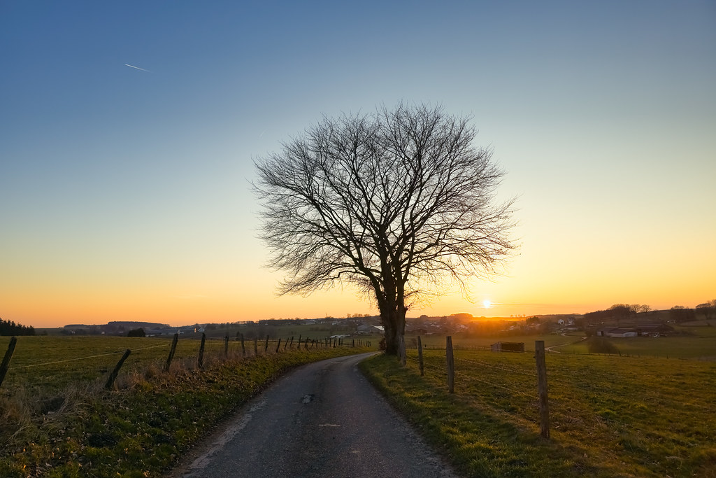A country road bending toward the warm light of a sunrise, a lone tree standing beside it.